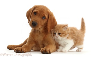 Fox Red Labrador Retriever pup with ginger-and-white kitten
