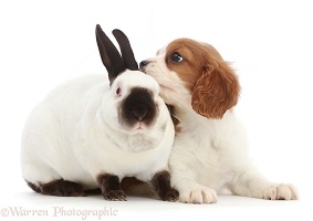 Blenheim Cavalier King Charles puppy and Sable-point rabbit