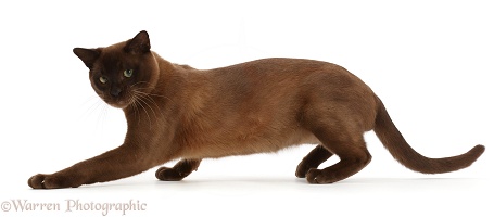 Brown Burmese cat, prowling and looking furtively around
