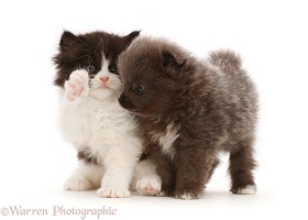 Pomeranian puppy with black-and-white kitten