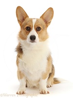 Pembrokeshire Corgi sitting