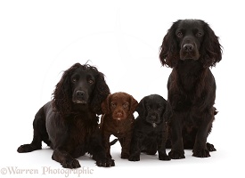 Black Cocker Spaniel dog and bitch with two pups