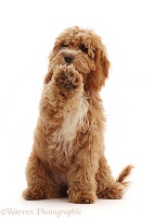 Orange Cockapoo pup, 18 weeks old, sitting with paw up