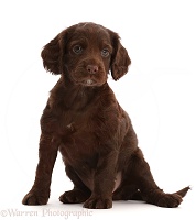 Chocolate Cocker Spaniel Puppy, 5 weeks old