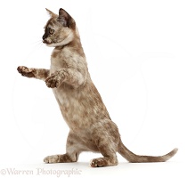 Tortoiseshell Burmese kitten, standing up on hind legs