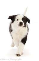 Black-and-white Border Collie puppy, running
