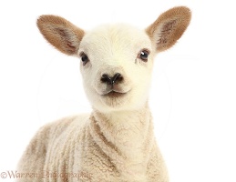 White Texel cross Mule lamb portrait