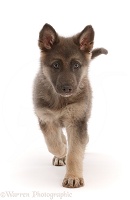 Blue-and-tan German Shepherd Dog puppy walking