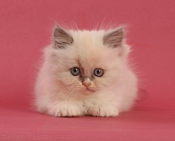 Persian cross kitten, 7 weeks old, on pink background