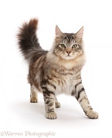 Silver tabby fluffy cat walking with tail erect