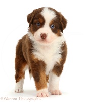 Sable-and white Mini American Shepherd puppy, standing
