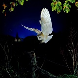 Barn Owl landing on a fencepost