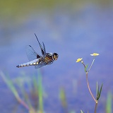 Libellula Dragonflies over a pond