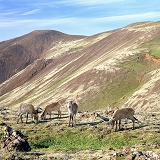 Saigas in Iceland