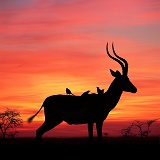 Impala at sunset