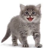 Kitten meowing