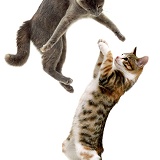 Cats, leaping and playing