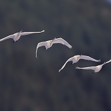 Whistling Swans flying
