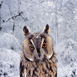 Long-eared Owl winking