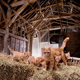 Barn cats in 3D 1 R
