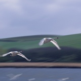 Mute Swans in flight