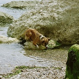 Border Collie dog drinking sea water