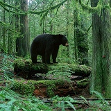 Black Bear in forest