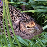 Nesting Pheasant