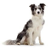 Blue Merle Border Collie bitch