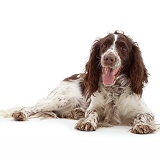 English Springer Spaniel