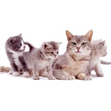 Grey mother cat and kittens