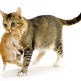 Mother cat carrying a kitten