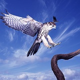 Hybrid falcon alighting 3D 2 R