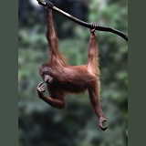 Orang utan, hanging from a branch