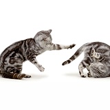 Silver cats scrapping