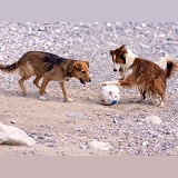 Dogs playing with a ball on a beach