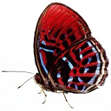 Harlequin Butterfly