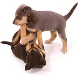 Terrier-cross pups play-fighting