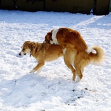 Dogs mating in the snow