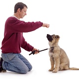 Man training Alsatian puppy