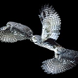 Little Owl in flight - multiple