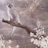 Cat thank you card
