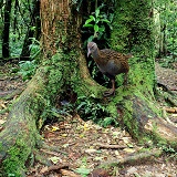Weka in Kapiti Island forest scene