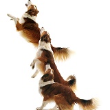 Border Collie leaping triple image