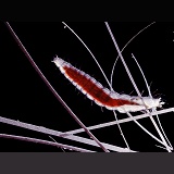Cat Flea larva