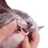 Showing cat's teeth