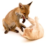 Fox and Kitten playing - (16 May)