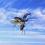 Stag Beetle with sky