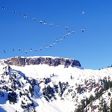 Snow Geese migrating past snowy mountains
