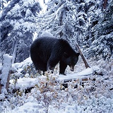 Black Bear in snowy subalpine forest
